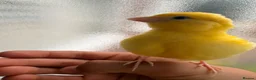 Canaries birds for sale: Adult and hand reared young canaries - Advert 9