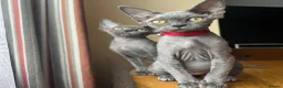 Devon Rex cats for sale: Solid blue pedigree kittens available  - Advert 15