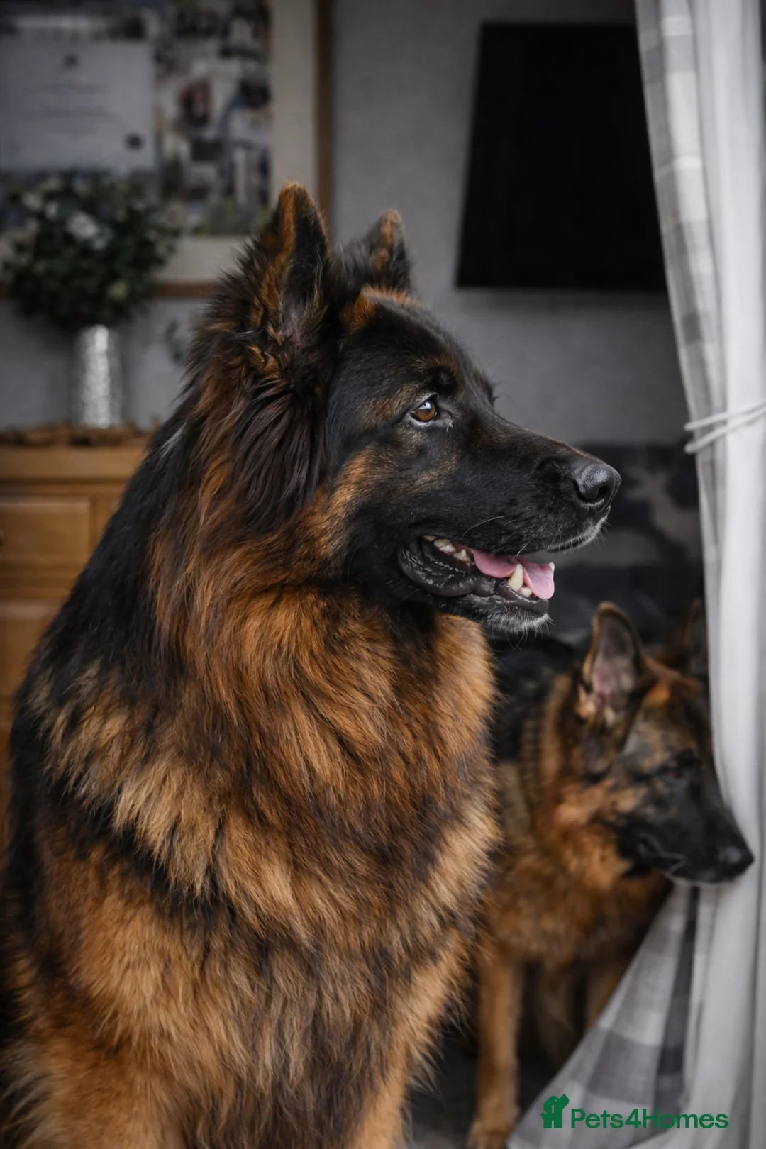 German Shepherd dogs for stud: KC REG FULLY HEALTH TESTED German Shepherd Stud in Macclesfield - Advert 4
