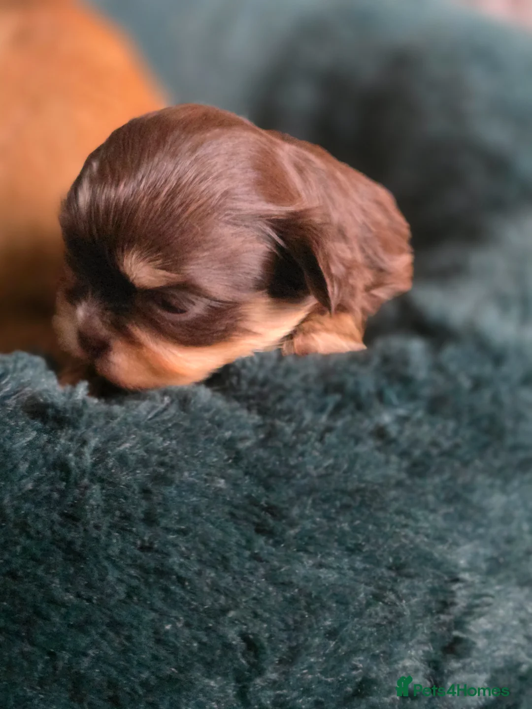 Shih Tzu dogs for sale: Stunning KC Reg imperial shih tzu puppies - Advert 10