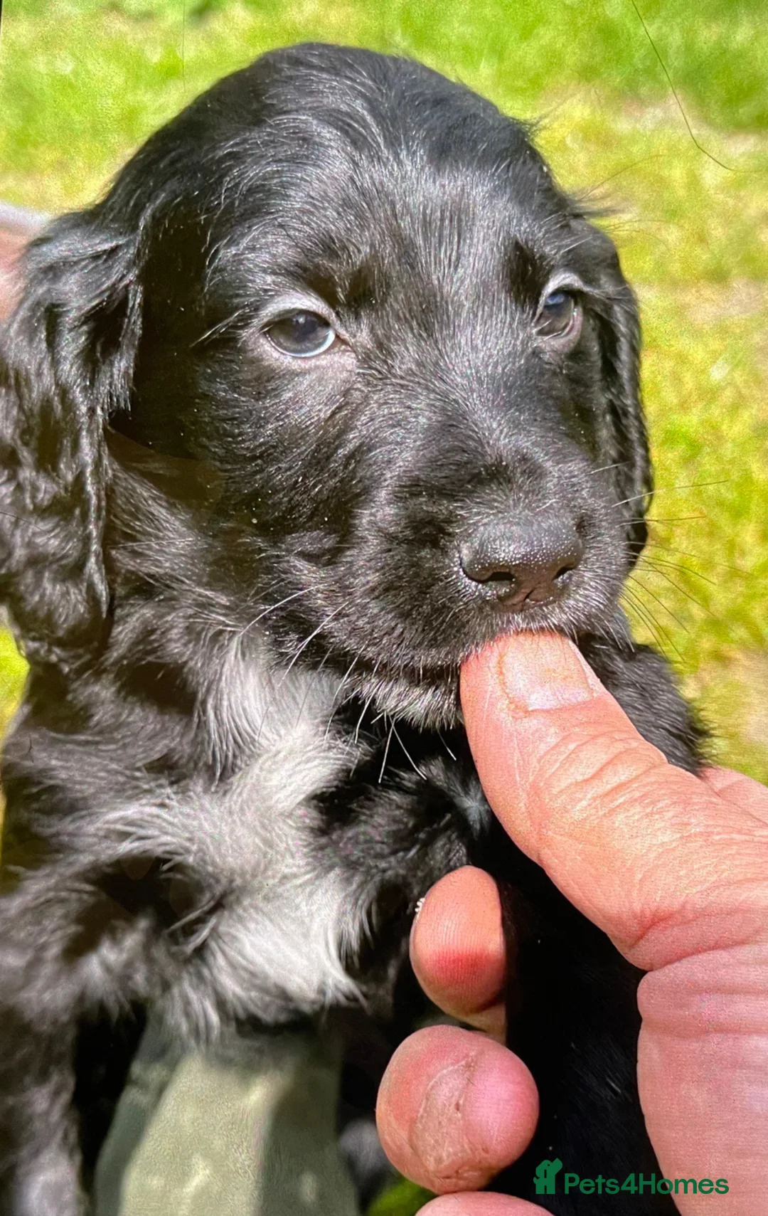 Cocker Spaniel dogs for sale: KC Working cocker spaniel puppies  - Advert 8