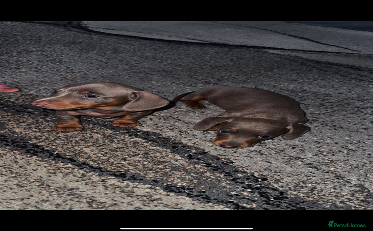 Miniature Dachshund dogs - Advert 1