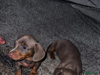 Miniature Dachshund dogs - Advert 8