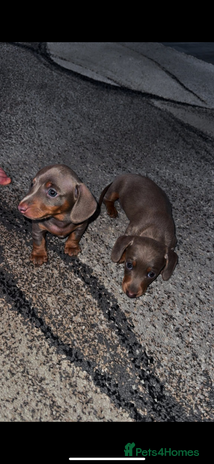 Miniature Dachshund dogs - Advert 12