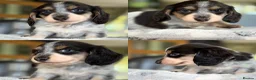 Miniature Dachshund dogs for sale: Blue&Cream Piebald Long Haired Miniature Dachshund - Advert 20