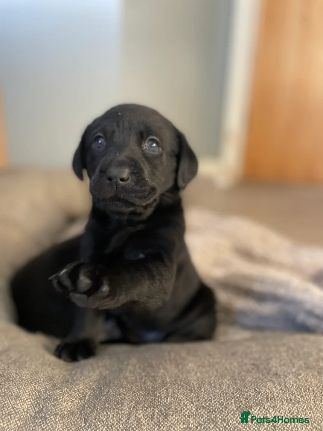 Labrador Retriever dogs for sale: Labrador puppies - Advert 8