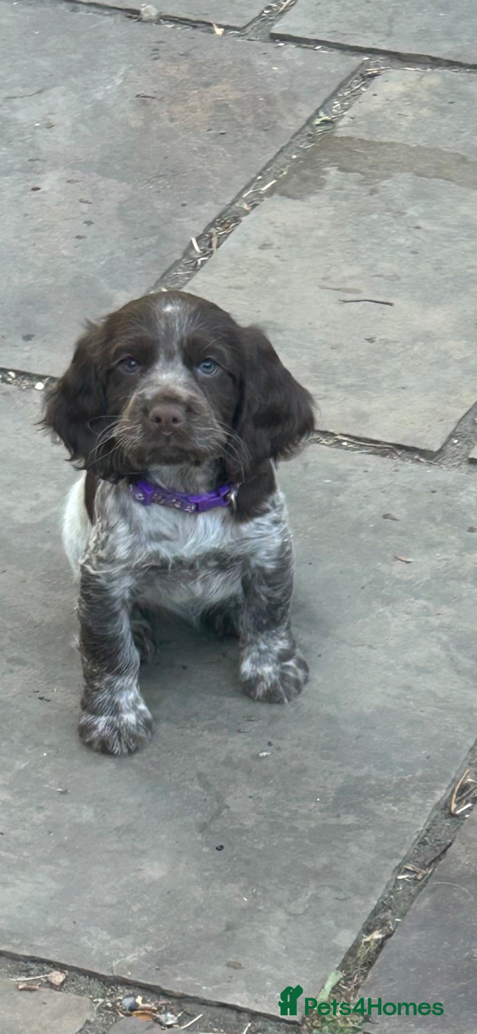 Sprocker dogs Working sprockers - Advert 1