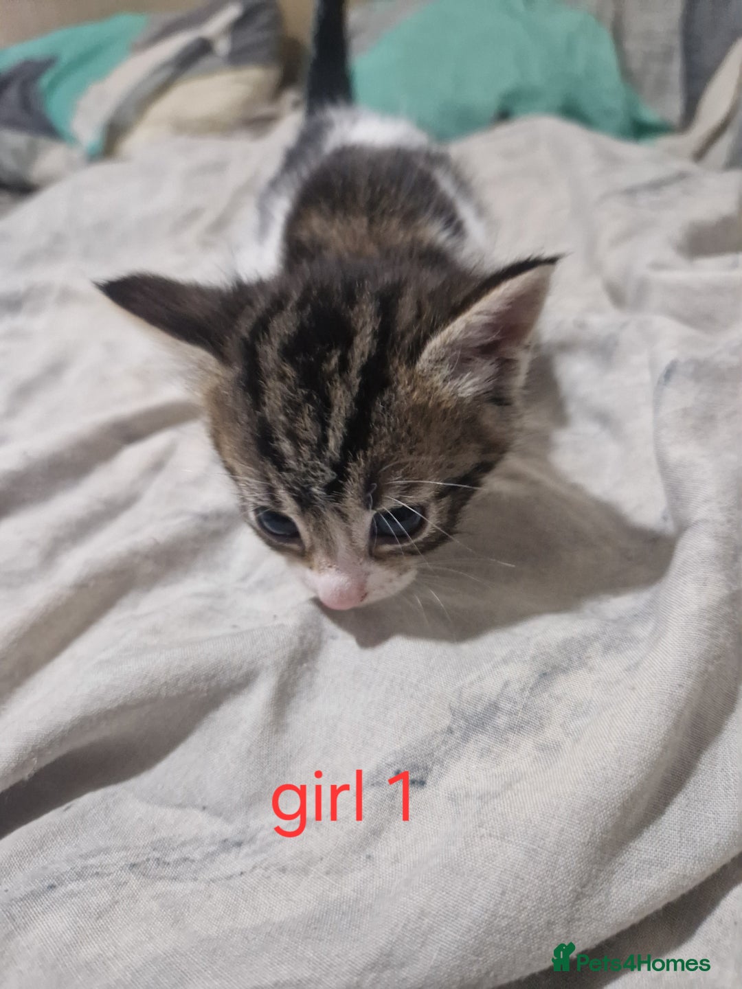 Mixed Breed cats for sale: Georgous playfull kittens  - Image 7