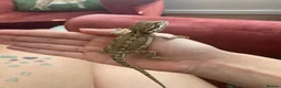 Dragon reptiles for sale: Rankin Dragon in Sutton - Advert 9