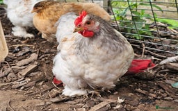 Chickens poultry for sale: ** Stunning friendly Pekin Cockerals available **  - Image 3