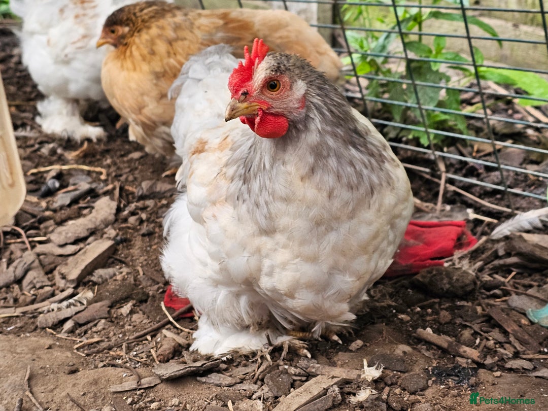 Chickens poultry for sale: ** Stunning friendly Pekin Cockerals available **  - Image 3