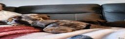 Miniature Dachshund dogs for sale: 4 mini dachshund puppies in Edinburgh - Advert 5