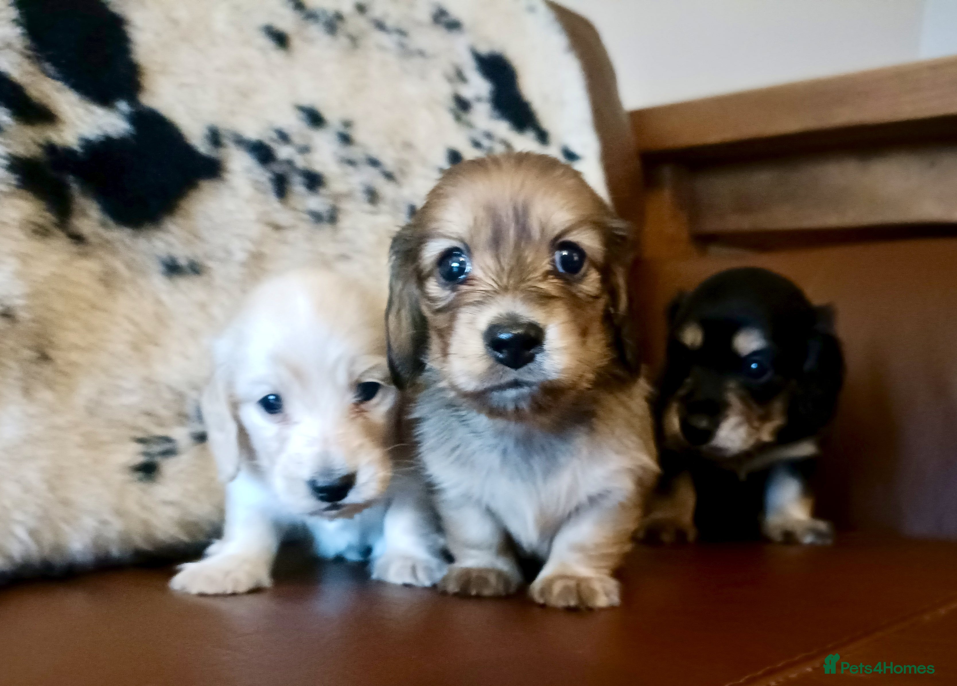 Miniature Dachshund dogs Remarkable mini Longcoat dachshund ETHICAL BREEDER - Advert 16