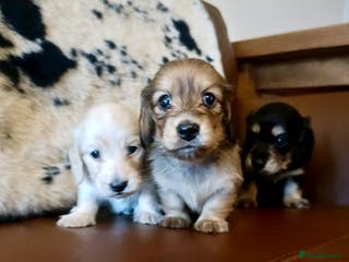 Miniature Dachshund dogs Remarkable mini Longcoat dachshund ETHICAL BREEDER - Advert 10