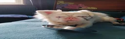 French Bulldog dogs for sale: Stunning French Bulldog puppies full pink husky in Spalding - Advert 4