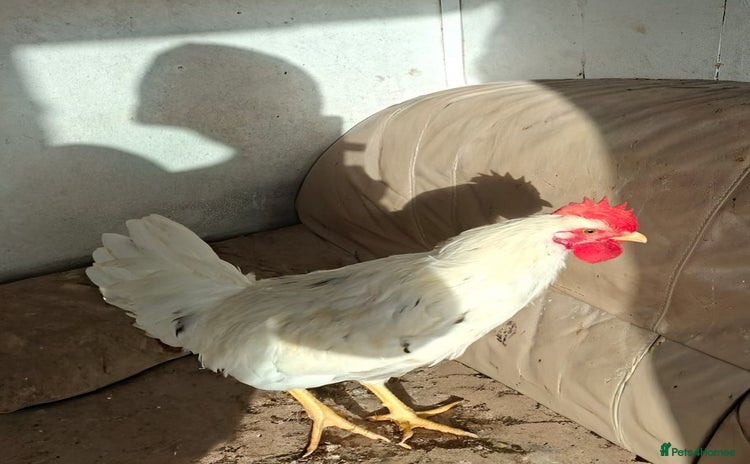 Chickens poultry - Advert 2