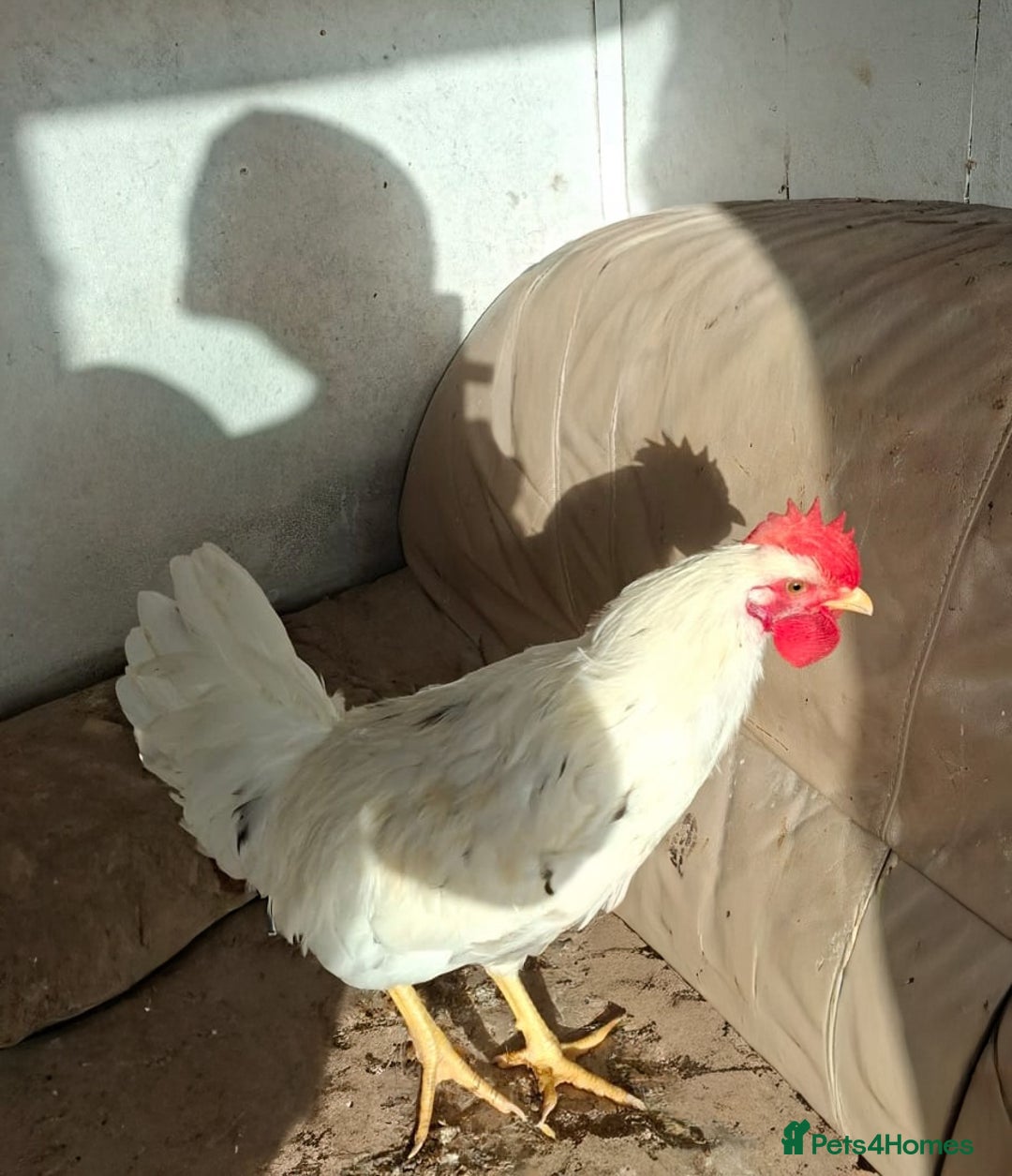 Chickens poultry for sale: Gorgeous White Cockerel For Sale - Image 1