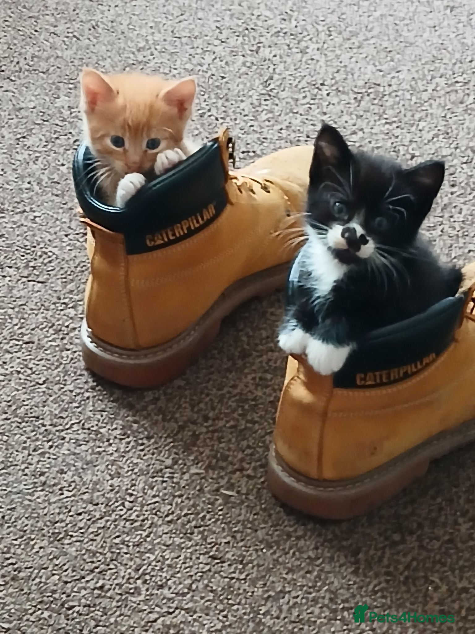 Mixed Breed cats Beautiful kittens  - Advert 2