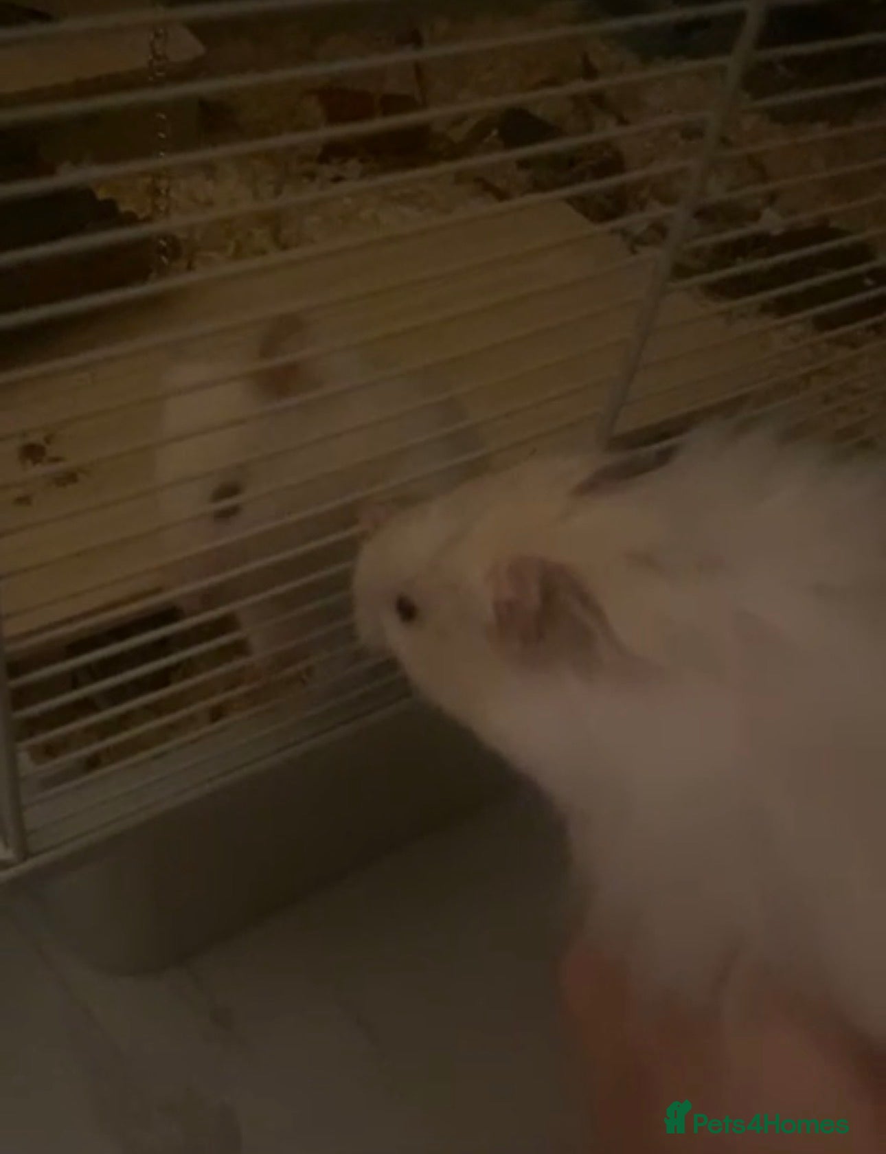 Hamster rodents Hamster ( cream colour ) - Advert 4