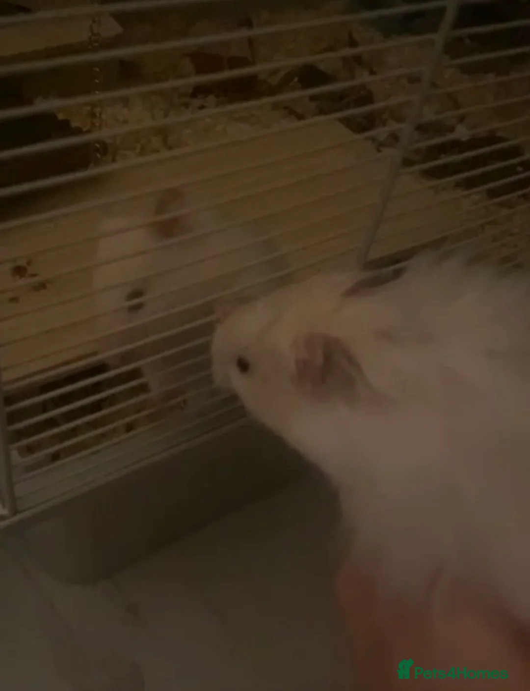 Hamster rodents for sale: Hamster ( cream colour ) - Advert 1