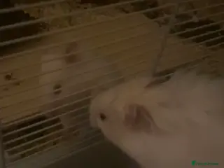 Hamster rodents Hamster ( cream colour ) - Advert 1