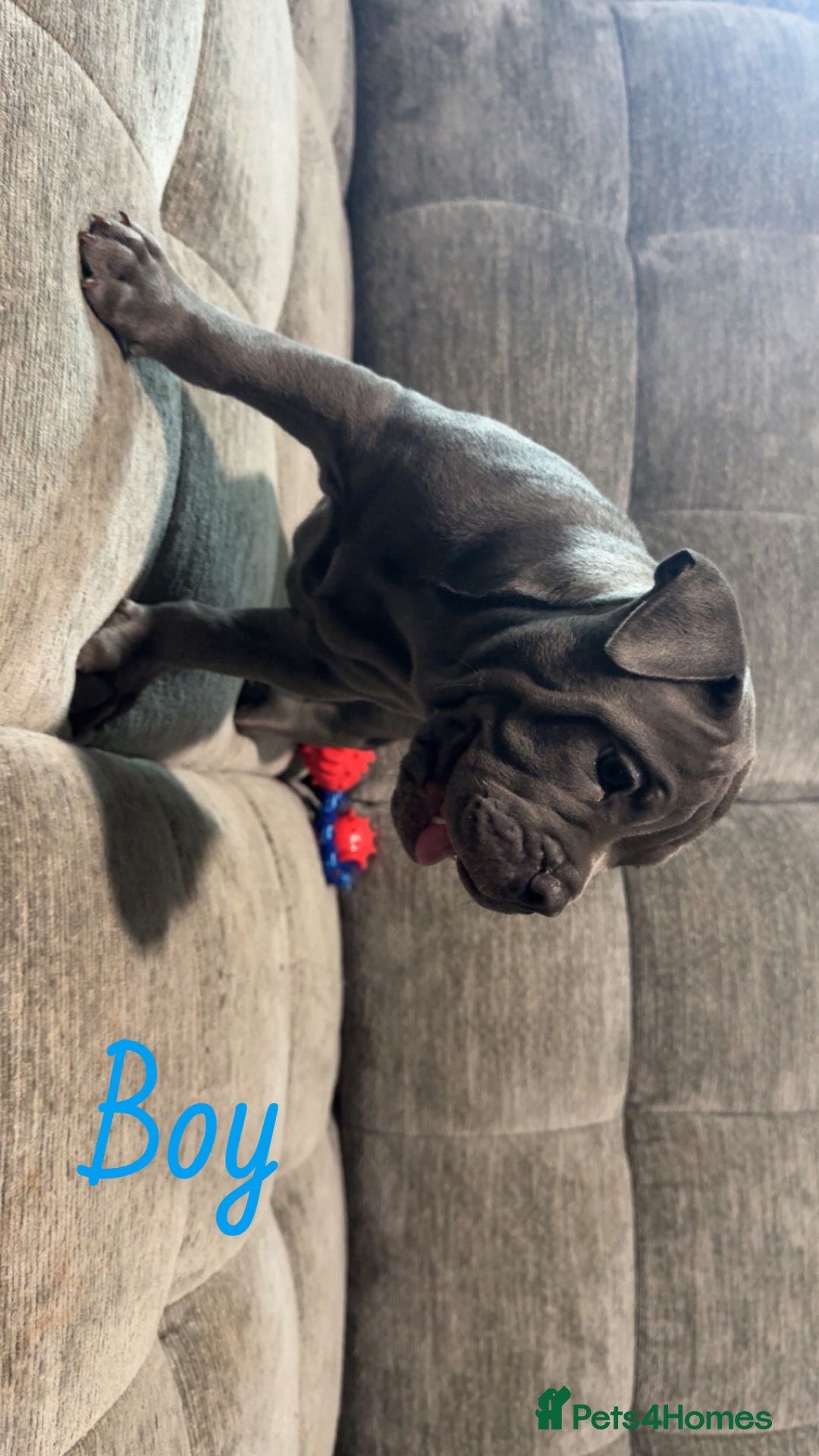 Mixed Breed dogs for sale: Bullpei puppies  - Image 6