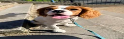Cavalier King Charles Spaniel dogs for sale: Cavalier Brothers Looking for a New Home in Alfreton - Advert 10