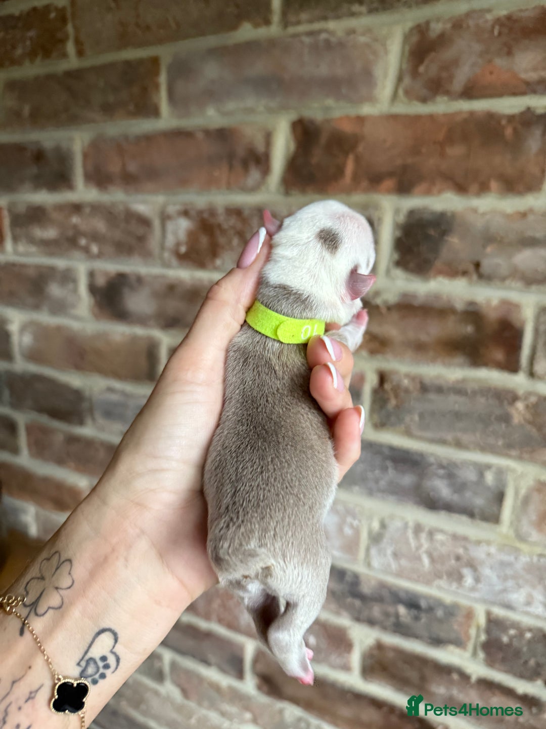 Boston Terrier dogs for sale: Boston Terrier puppies 🐶 - Advert 9