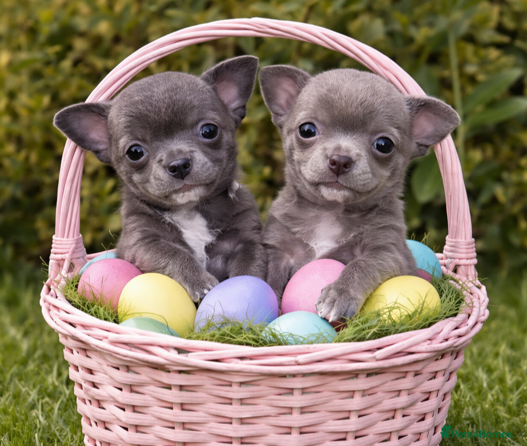 Chihuahua dogs 1 blue 1 lilac girl available KC viewings welcome - Advert 13