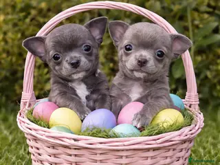 Chihuahua dogs 1 blue 1 lilac girl available KC viewings welcome - Advert 4