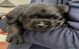 Labrador Retriever dogs for sale: 8 Beautiful Black Labrador Puppies - Image 4