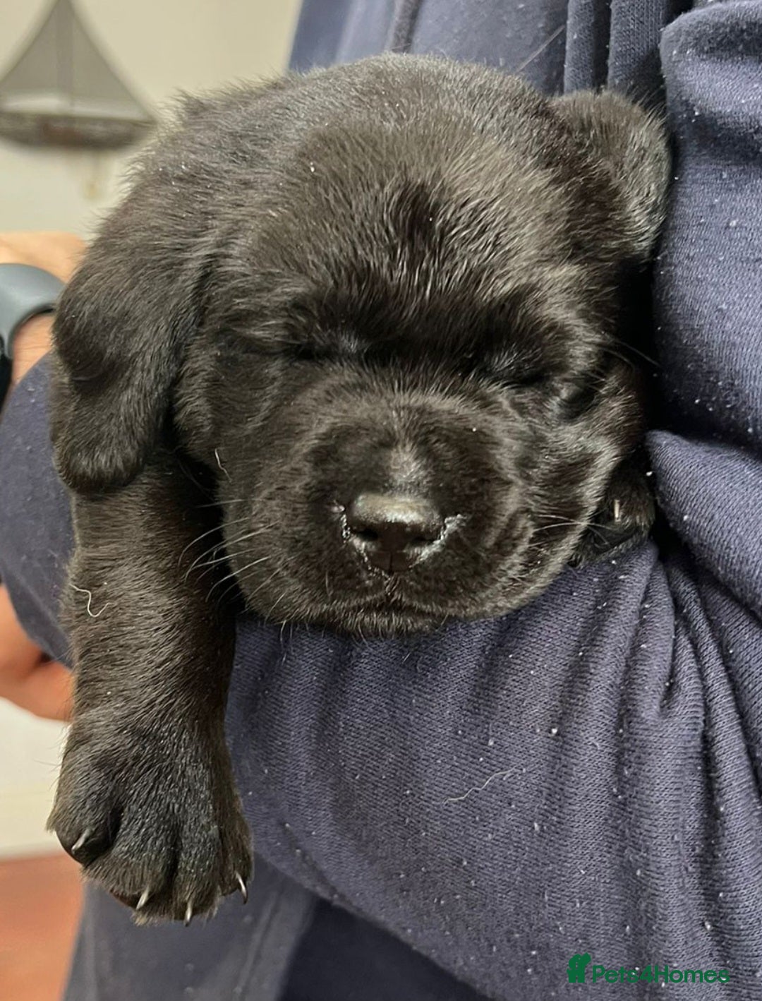 Labrador Retriever dogs for sale: 8 Beautiful Black Labrador Puppies - Image 4