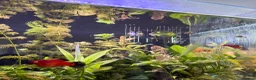Platies fish for sale: Mixture of platy fish available  in Reading - Advert 13