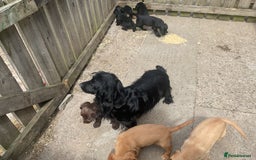 Cocker Spaniel dogs for sale: Cocker Spaniel puppies, ready to leave now  - Image 3