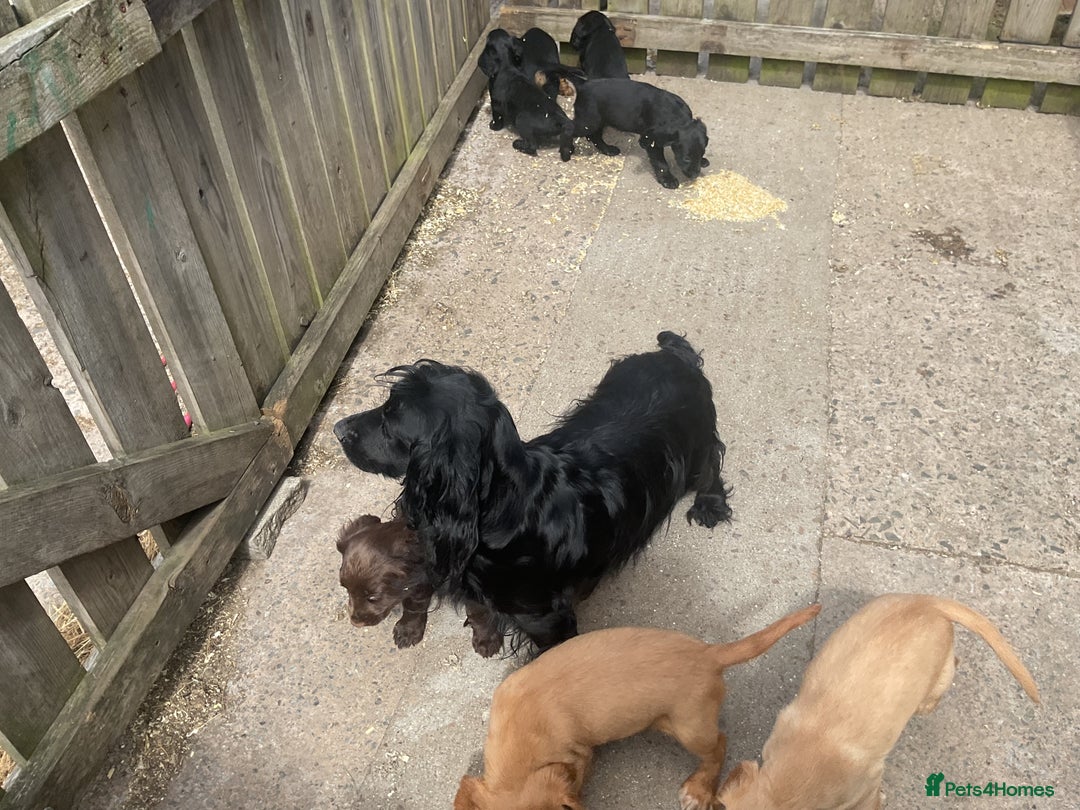 Cocker Spaniel dogs for sale: Cocker Spaniel puppies, ready to leave now  - Image 3