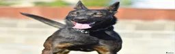 Mixed Breed dogs for sale: 🔥 PH1 BULLHERDERS BREEDING 🔥 - Advert 6