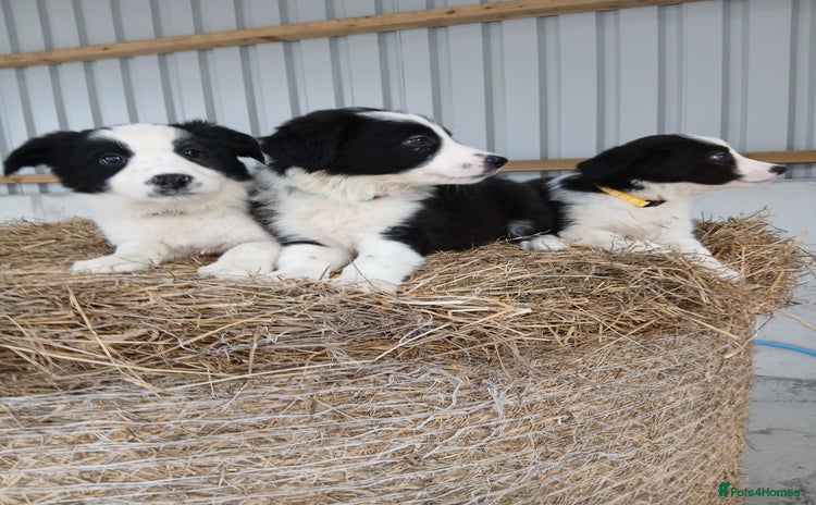 Border Collie dogs - Advert 11