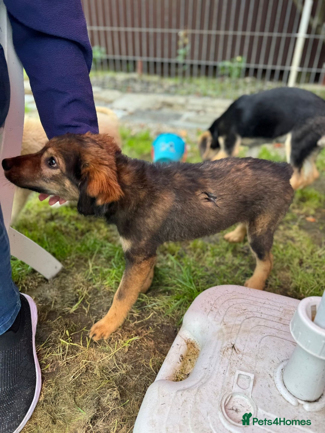 Mixed Breed dogs for adoption: RITA – a Superb young Girl for a Loving Home - Advert 7