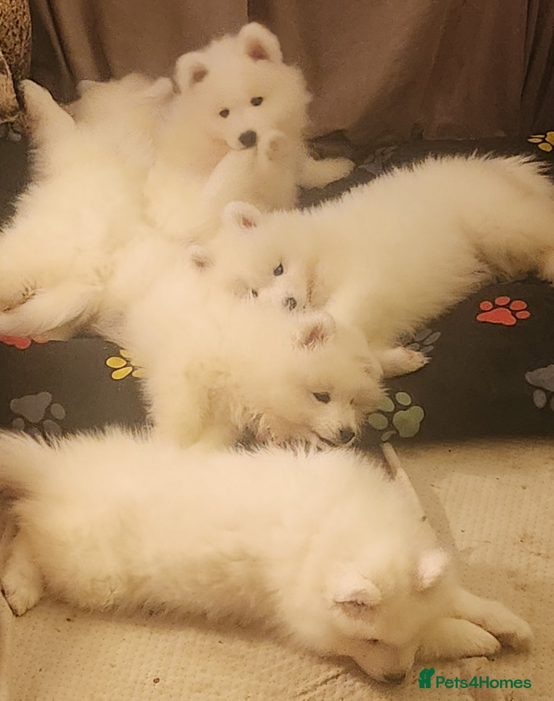 Samoyed dogs for sale: Female Chunky Pedigree Samoyeds Avaliable  - Advert 6