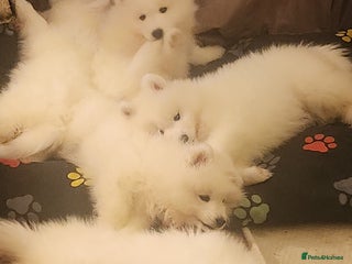 Samoyed dogs Beautiful Pedigree Samoyeds - Advert 3