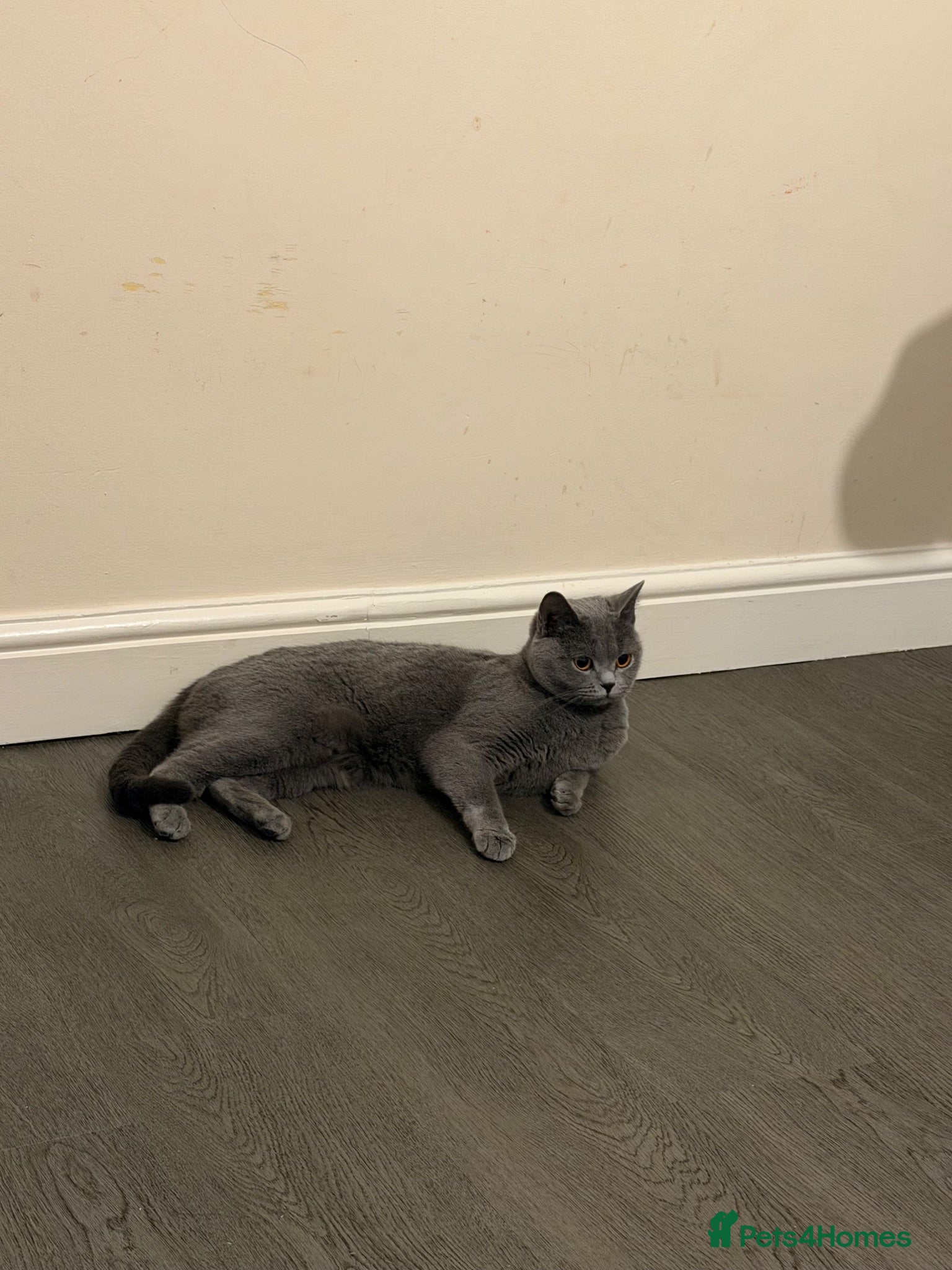 British Shorthair cats     British Shorthair Kittens  - Advert 9