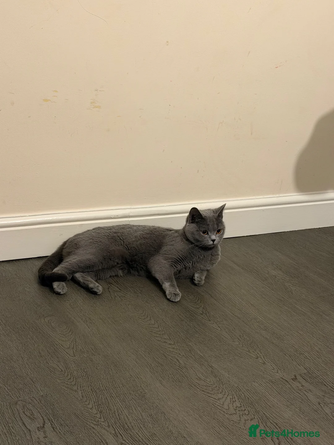 British Shorthair cats for sale:     British Shorthair Kittens  - Advert 1