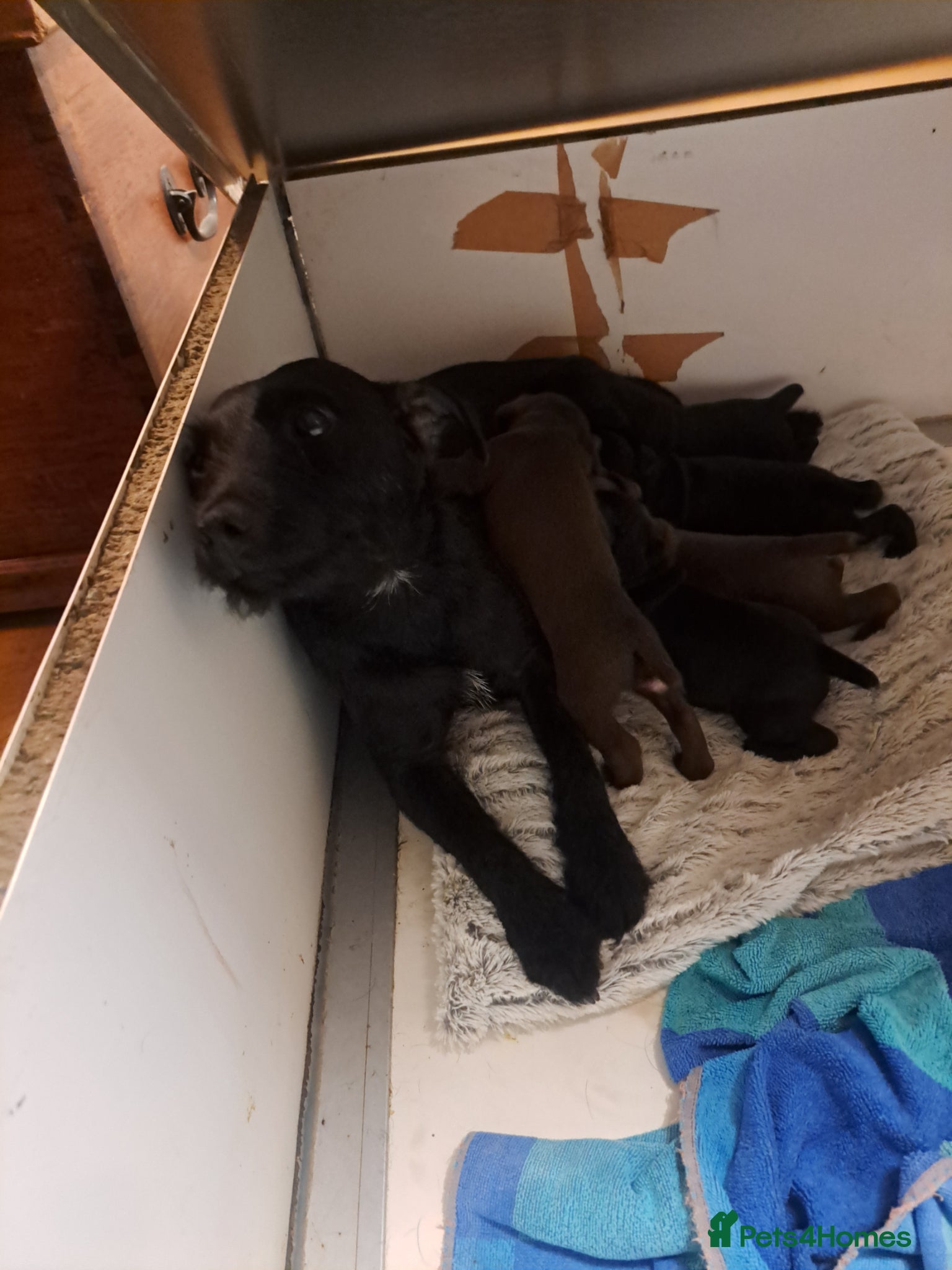 Patterdale Terrier dogs for sale: Patterdale puppies for sale - Advert 4
