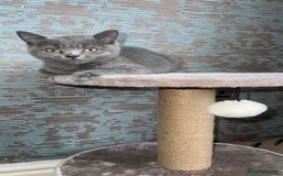 British Shorthair cats for sale: Cute male British shorthair for sale  - Image 4