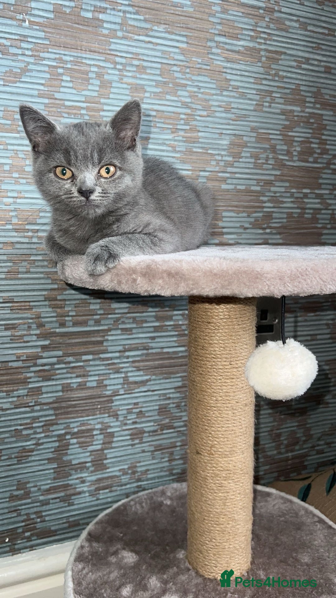 British Shorthair cats for sale: Cute male British shorthair for sale  - Image 4