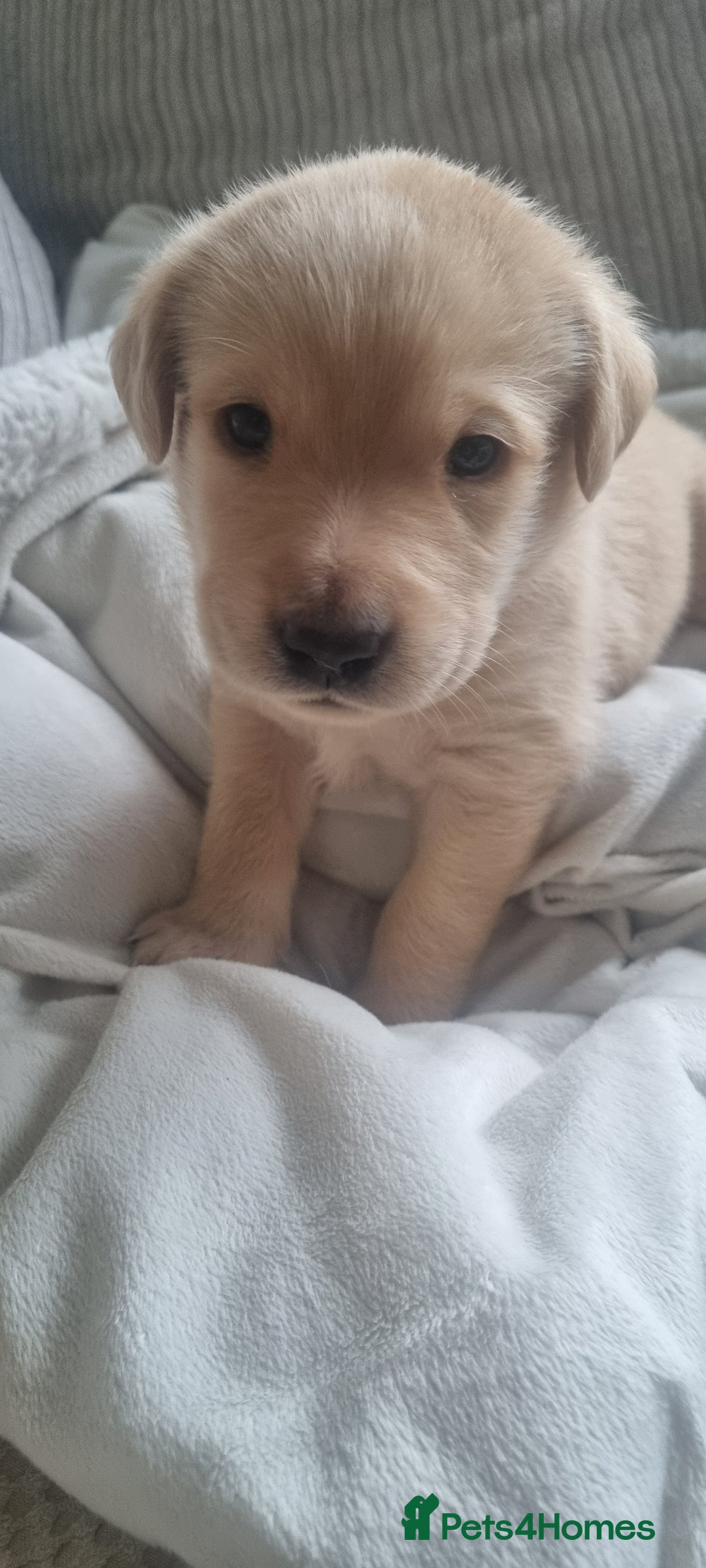 Labrador Retriever dogs for sale: Labrador puppies - Advert 11