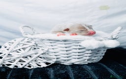 American Bully dogs for sale: Beautiful American Bully Pups  - Image 9