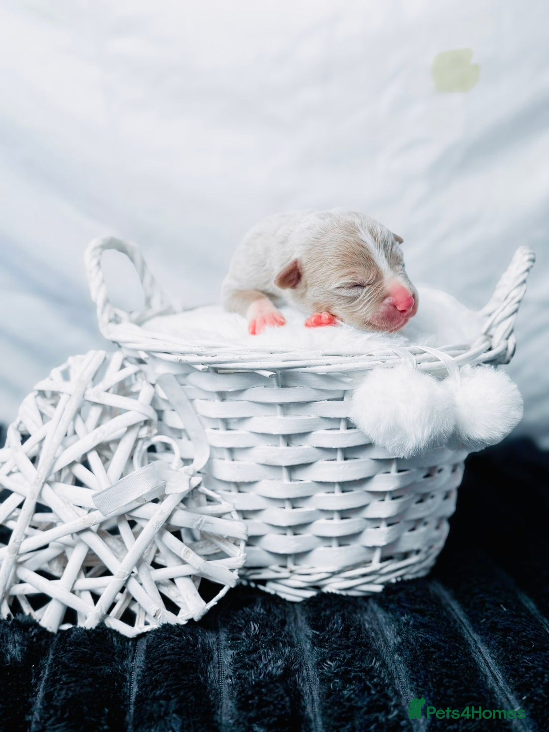 American Bully dogs for sale: Beautiful American Bully Pups  - Image 9