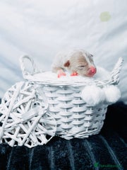 Lilac Champagne Male 3