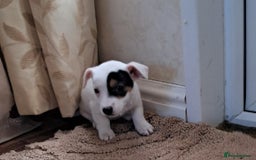 Jack Russell dogs for sale: Beautiful Jack russel puppys - Image 1